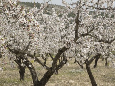 Almond blossom Marin-6.jpg