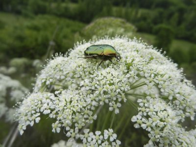Beetle on umbel
