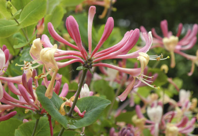 Honeysuckle