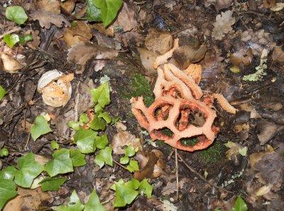 Red Cage Fungi