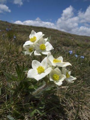 Ariege-Andorra walk - flowers