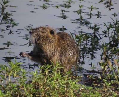 Coypu