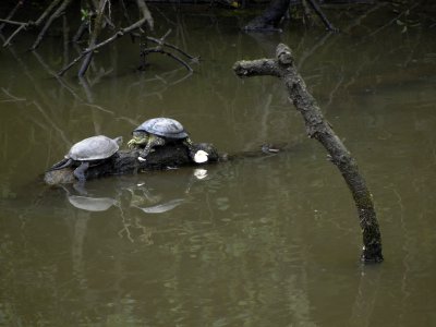 Fresh water turtles