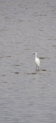 Egret