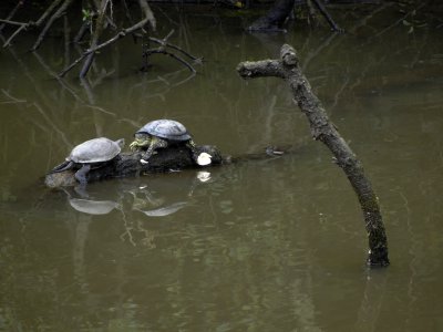 Fresh Water Turtles