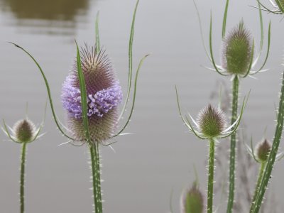 Teasles