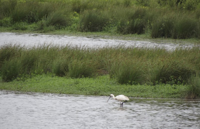 Spoonbill