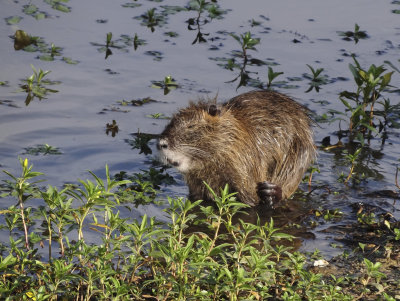 Coypu