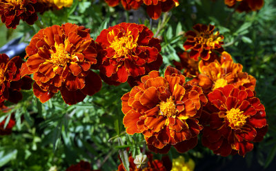 Red flowers