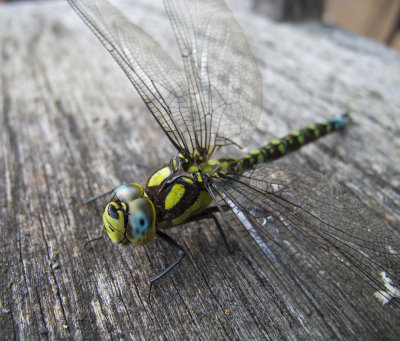 Dragonfly 2.jpg