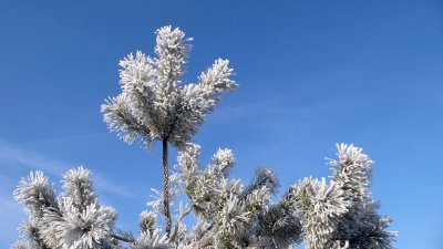 Frost trees Belgium