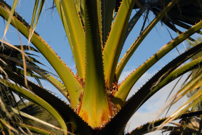 Palm - spiky detail