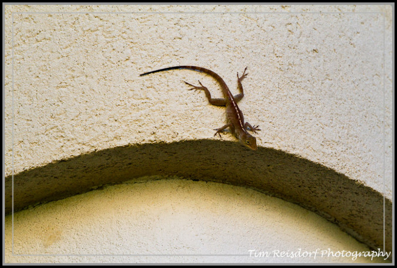 Gecko 2