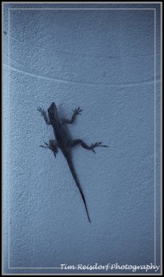 Gecko