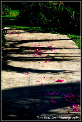 Path of Rose Pedals