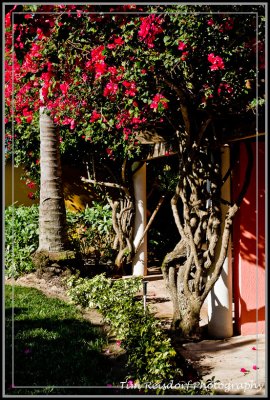 Flowering Trees