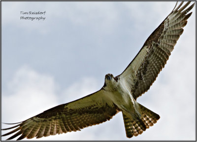 Osprey Full Wings