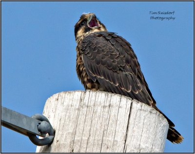 Peregrine Chatter