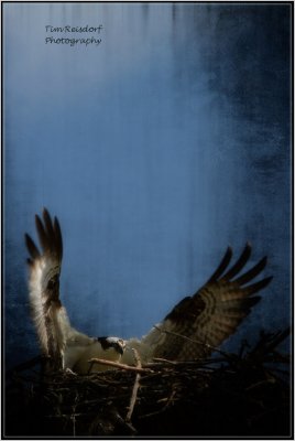 Ascension