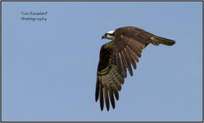 Osprey in Flight