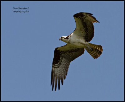 Manitoba Osprey