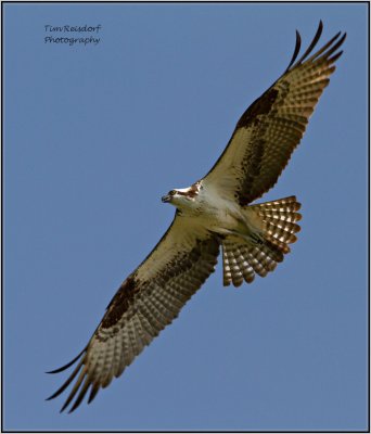 Wing Span