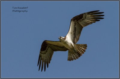Raptors in Manitoba