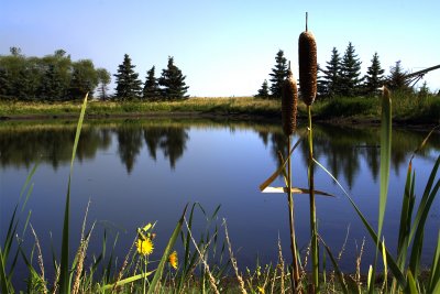 pond3