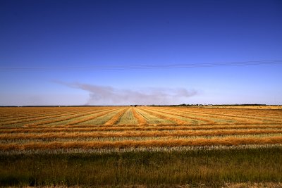 Prairie Fields
