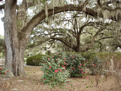 Brookgreen Gardens en hiver