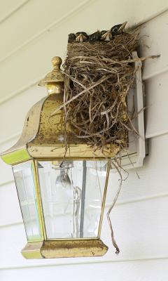 Robins nest.jpg