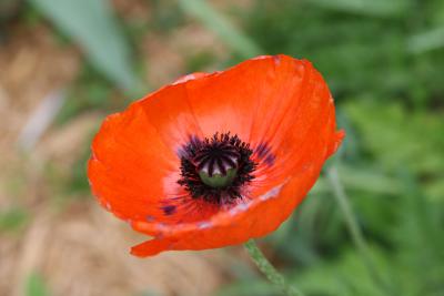 Flower.jpg