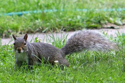IMG_1104a.jpg