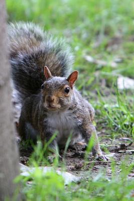 rocky_the_squirrel