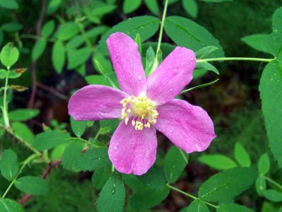 Alaska Rose.jpg