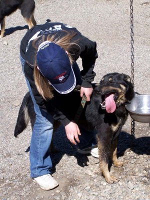 Dogs 04b.jpg