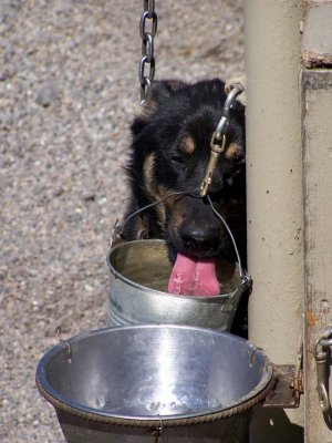 Dogs 08.jpg
