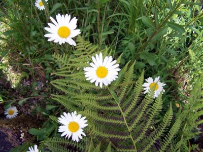 Ketchikan Flowers.jpg