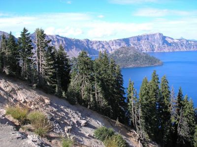 Crater Trees