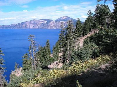 Crater Lake Tree View