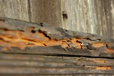 termite12.jpg