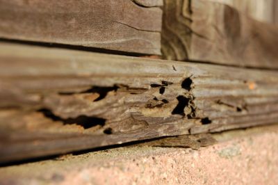 termite14.jpg
