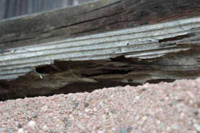 termite15.jpg