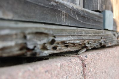 termite17.jpg