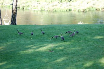 Nothing like geese in your yard.