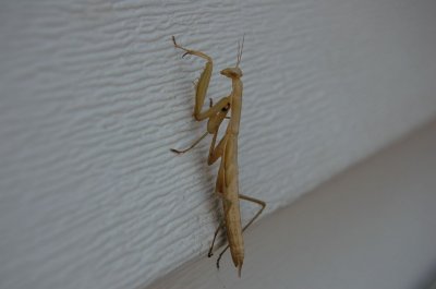 A bug outside of my bedroom.....Eeewww.