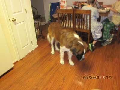 Bernies 2nd Birthday 5/24/2011