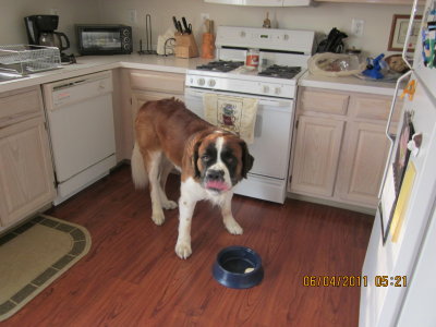 6/4/2011 eating a Frosty Paw