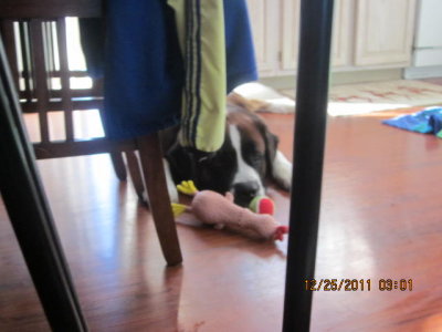 Bernie with his new Christmas toys 12/25/11