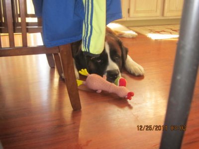 Bernie with his new Christmas toys 12/25/11